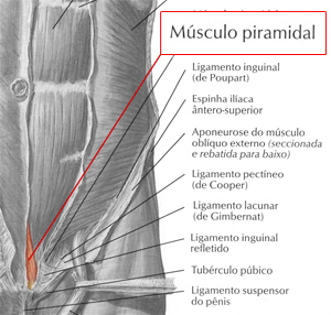 Músculo piramidal do abdómen